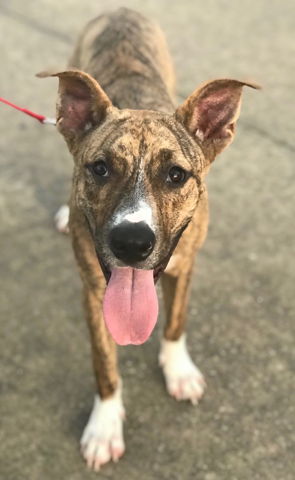 Kona